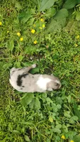 Cookie, a female Australian Shepherd for sale in Spencer, IN – 1 of 10
