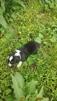 Chr, a male Australian Shepherd for sale in Spencer, IN – 2 of 10