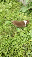Rusty , a male Australian Shepherd for sale in Spencer, IN – 5 of 10