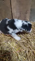 Jay, a male Australian Shepherd for sale in Spencer, IN – 3 of 8