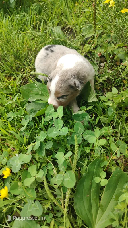 Cookie – Australian Shepherd puppy for sale in Spencer, IN