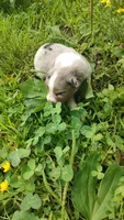 Cookie, a female Australian Shepherd for sale in Spencer, IN – 3 of 10
