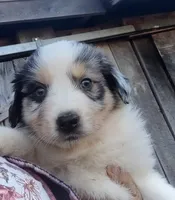Logan, a male Australian Shepherd for sale in Spencer, IN – 3 of 9