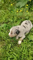 Berrie, a male Australian Shepherd for sale in Spencer, IN – 2 of 8