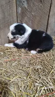 Carley, a male Australian Shepherd for sale in Spencer, IN – 2 of 6