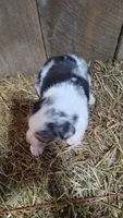 Luke, a male Australian Shepherd for sale in Spencer, IN – 5 of 9