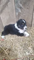 Rocky , a male Australian Shepherd for sale in Spencer, IN – 1 of 6