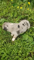 Berrie, a male Australian Shepherd for sale in Spencer, IN – 7 of 8
