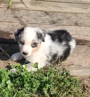 Henry , a male Australian Shepherd for sale in Spencer, IN – 1 of 10