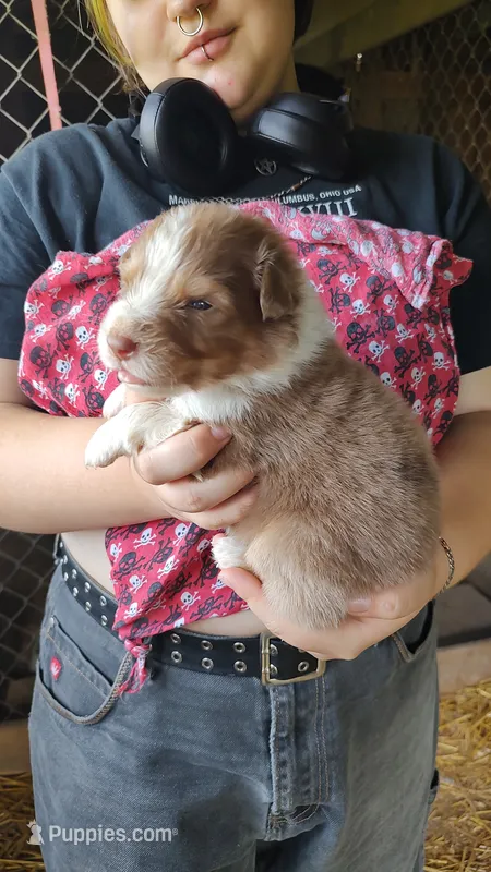 Dusty – Australian Shepherd puppy for sale in Spencer, IN