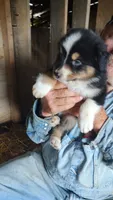 Chr, a male Australian Shepherd for sale in Spencer, IN – 1 of 8