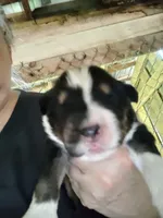 Chr, a male Australian Shepherd for sale in Spencer, IN – 6 of 10