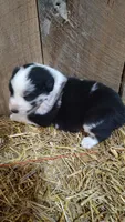 Carley, a male Australian Shepherd for sale in Spencer, IN – 3 of 6