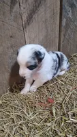 Heath, a male Australian Shepherd for sale in Spencer, IN – 9 of 10
