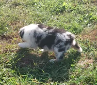 Henry , a male Australian Shepherd for sale in Spencer, IN – 10 of 10