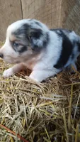 Luke, a male Australian Shepherd for sale in Spencer, IN – 9 of 9