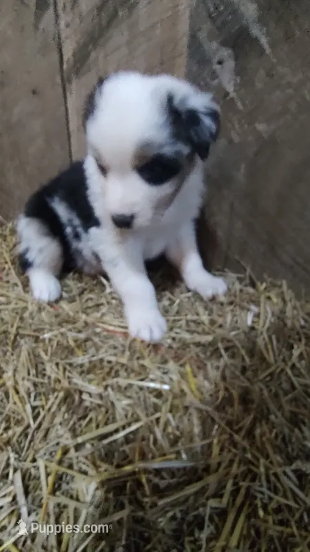 Heath – Australian Shepherd puppy for sale in Spencer, IN