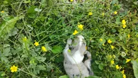 Cookie, a female Australian Shepherd for sale in Spencer, IN – 7 of 10