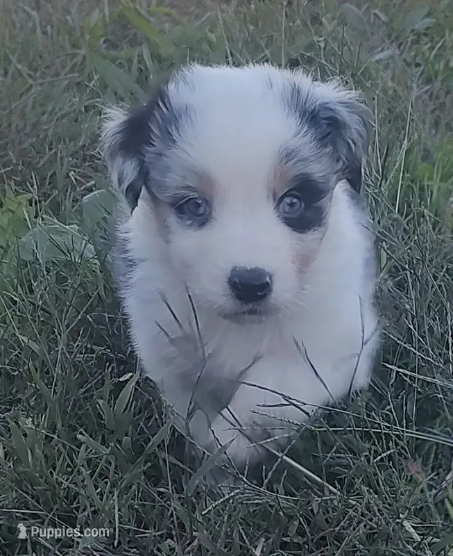 Heath – Australian Shepherd puppy for sale in Spencer, IN