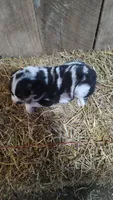 Jay, a male Australian Shepherd for sale in Spencer, IN – 8 of 8