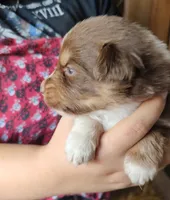 Rusty , a male Australian Shepherd for sale in Spencer, IN – 5 of 10