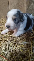 Luke, a male Australian Shepherd for sale in Spencer, IN – 7 of 9