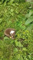 Rusty , a male Australian Shepherd for sale in Spencer, IN – 4 of 10