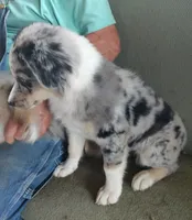 Nikki, a female Miniature American Shepherd for sale in Spencer, IN – 3 of 8