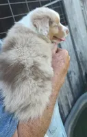 46, a male Australian Shepherd for sale in Spencer, IN – 3 of 3