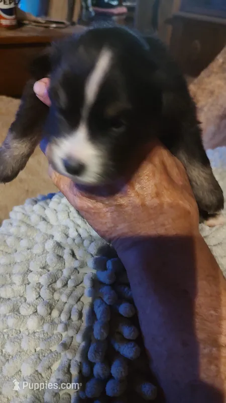 Cole – Miniature American Shepherd puppy for sale in Spencer, IN