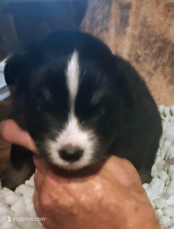 Cole – Miniature American Shepherd puppy for sale in Spencer, IN