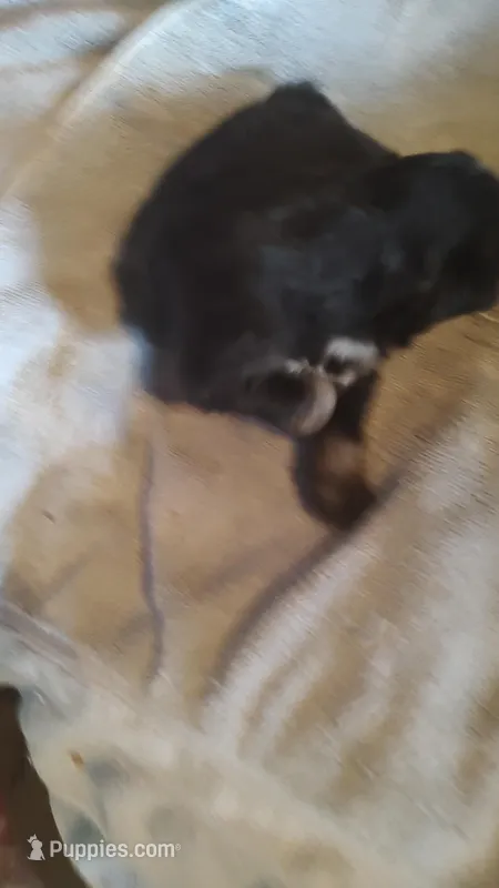 Cole – Miniature American Shepherd puppy for sale in Spencer, IN