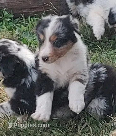 Emma – Australian Shepherd puppy for sale in Spencer, IN