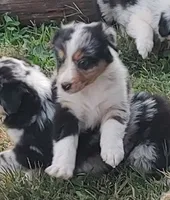 Emma, a female Australian Shepherd for sale in Spencer, IN – 3 of 10