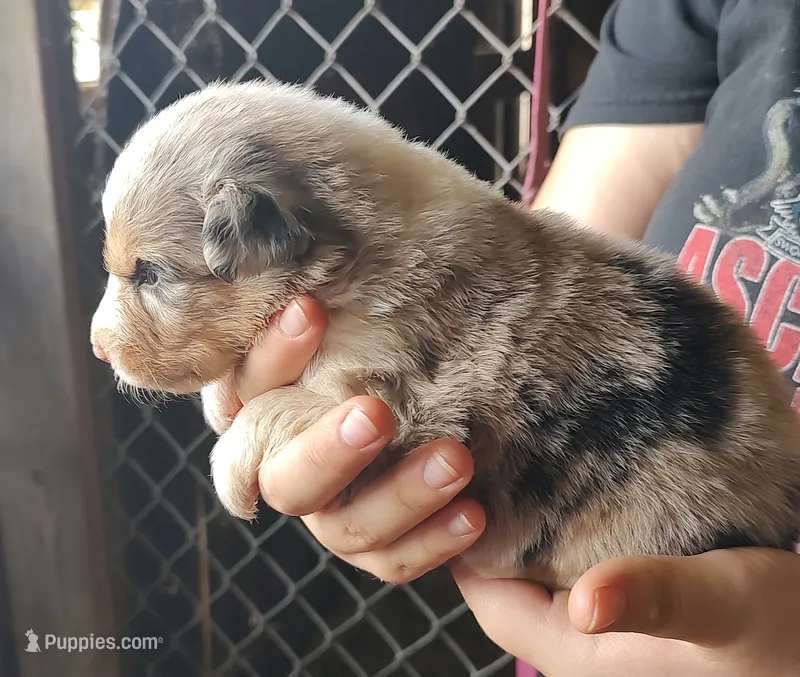 Cookie – Australian Shepherd puppy for sale in Spencer, IN