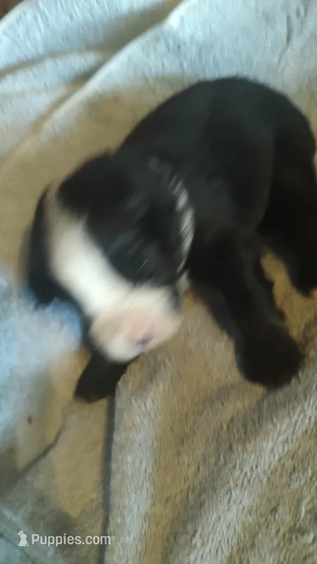 Jet – Miniature American Shepherd puppy for sale in Spencer, IN