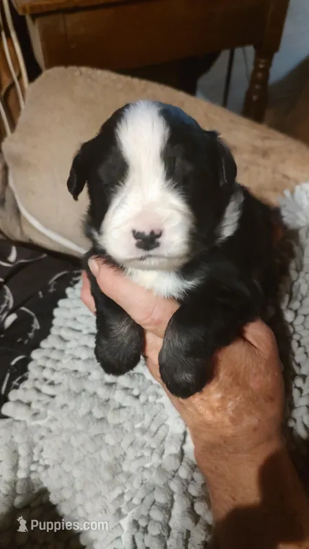 Jet – Miniature American Shepherd puppy for sale in Spencer, IN