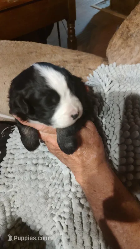 Jet – Miniature American Shepherd puppy for sale in Spencer, IN