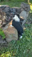 Cole , a male Miniature American Shepherd for sale in Spencer, IN – 8 of 10