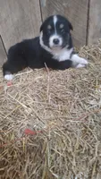 Rocky , a male Australian Shepherd for sale in Spencer, IN – 5 of 6