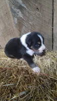 Ella, a female Australian Shepherd for sale in Spencer, IN – 2 of 6