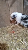 Heath, a male Australian Shepherd for sale in Spencer, IN – 4 of 10