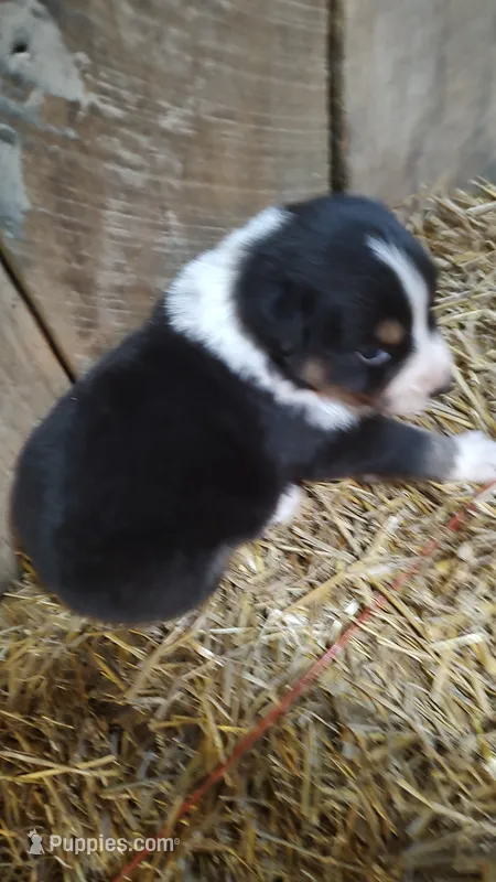Ella – Australian Shepherd puppy for sale in Spencer, IN
