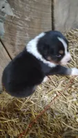 Ella, a female Australian Shepherd for sale in Spencer, IN – 1 of 6