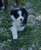 Cole , a male Miniature American Shepherd for sale in Spencer, IN – 2 of 10