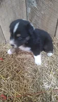 Rocky , a male Australian Shepherd for sale in Spencer, IN – 4 of 6