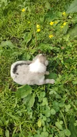 Cookie, a female Australian Shepherd for sale in Spencer, IN – 5 of 10