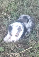 Logan, a male Australian Shepherd for sale in Spencer, IN – 4 of 9