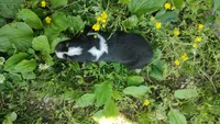 Chr, a male Australian Shepherd for sale in Spencer, IN – 8 of 10