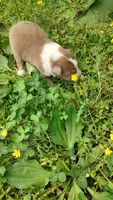 Dusty, a male Australian Shepherd for sale in Spencer, IN – 8 of 10